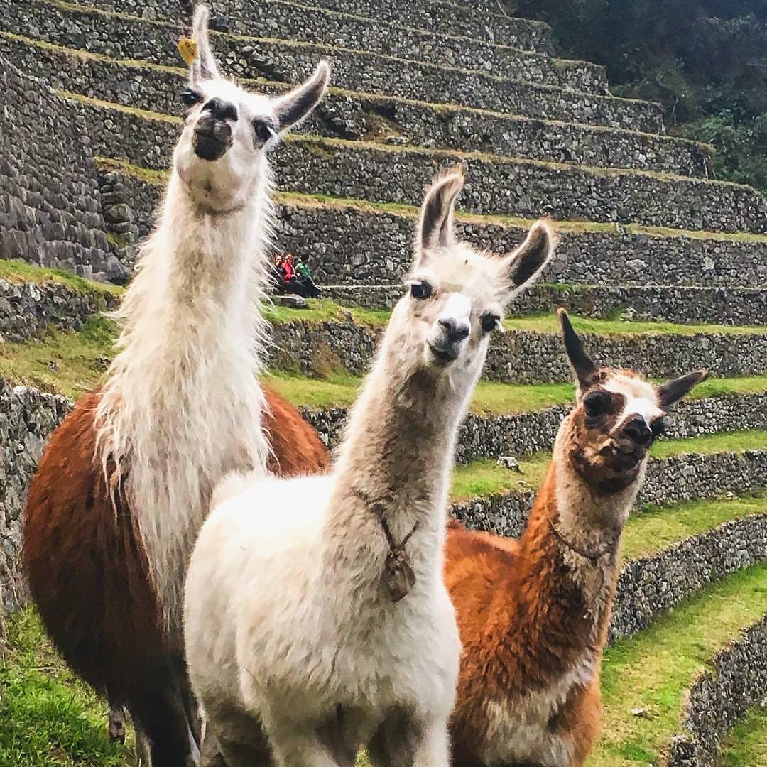 Marca PERÚ 🇵🇪 tweet media