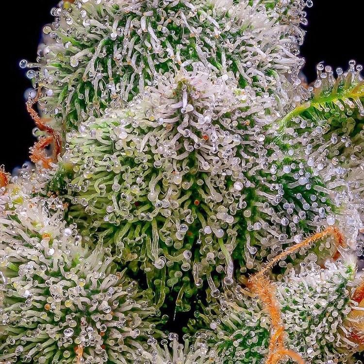HempLifeGlobal's tweet photo. Retweet if you love this juicy close up!

#Cannabis #CannabisCommunity #CannabisIndustry 

join the movement and meet cool people from around the world at https://t.co/tYVEGvUmfg 🔥 https://t.co/4PWM0LBDjo