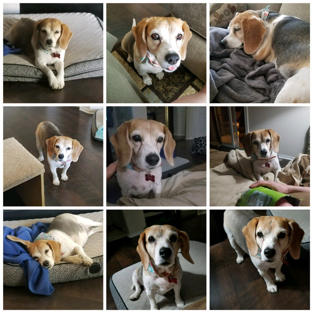 hunting dogs for adoption