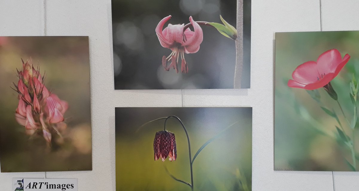 cmestbrieuc's tweet photo. C'est parti pour une nouvelle expo à la "galerie" des Enseignants. "Au gré des saisons" est le thème proposé par ce collectif de femmes qui a choisi de travailler le bokeh, nom japonais désignant ""fond flou". @CMBretagne @CreditDd22 https://t.co/EQIMuzUp2S