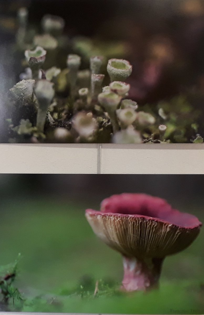 cmestbrieuc's tweet photo. C'est parti pour une nouvelle expo à la "galerie" des Enseignants. "Au gré des saisons" est le thème proposé par ce collectif de femmes qui a choisi de travailler le bokeh, nom japonais désignant ""fond flou". @CMBretagne @CreditDd22 https://t.co/EQIMuzUp2S