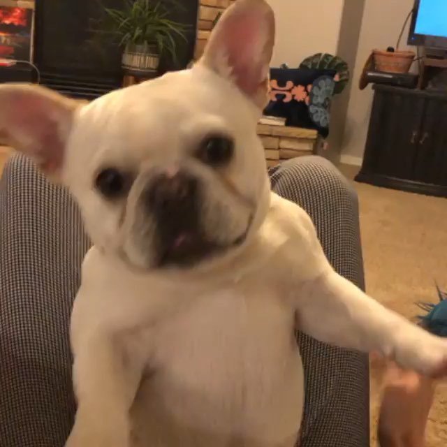 Belly rubs for #nationalpuppyday ❤️
👉 @beckfastattiffanys
.
.
.
.
.
#puppydogvideos #frenchie #frenchbulldog #bellyrubs #dogsarefamily #puppylove #frenchiesofinstagram #stella_and_friends bit.ly/2v0ArFa