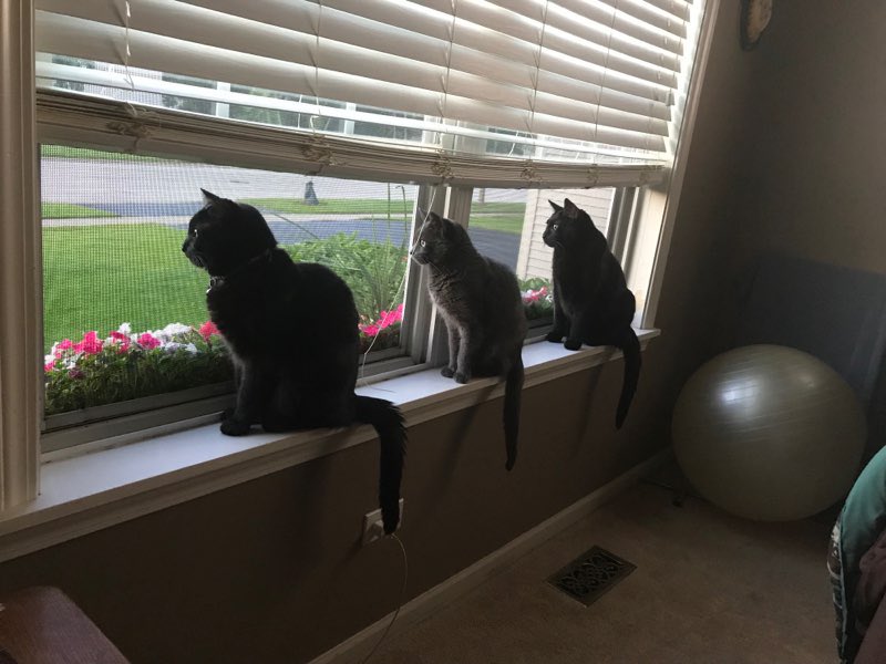 TeamAAGI's tweet photo. Today is the cats meow! #aagifurryfamily #teamaagi #NationalPetDay https://t.co/Kze6ppvLOu