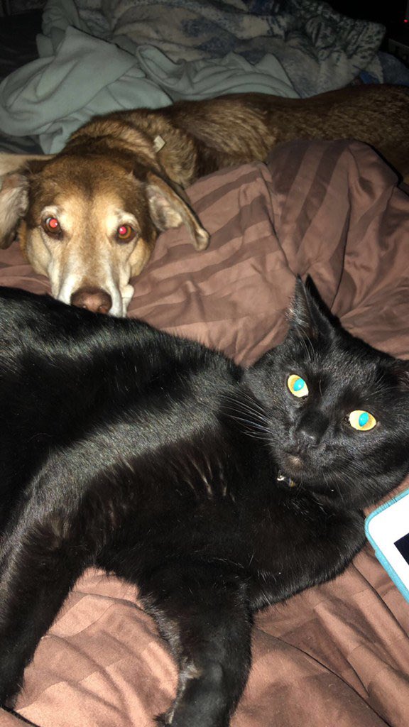 TeamAAGI's tweet photo. Today is the cats meow! #aagifurryfamily #teamaagi #NationalPetDay https://t.co/Kze6ppvLOu