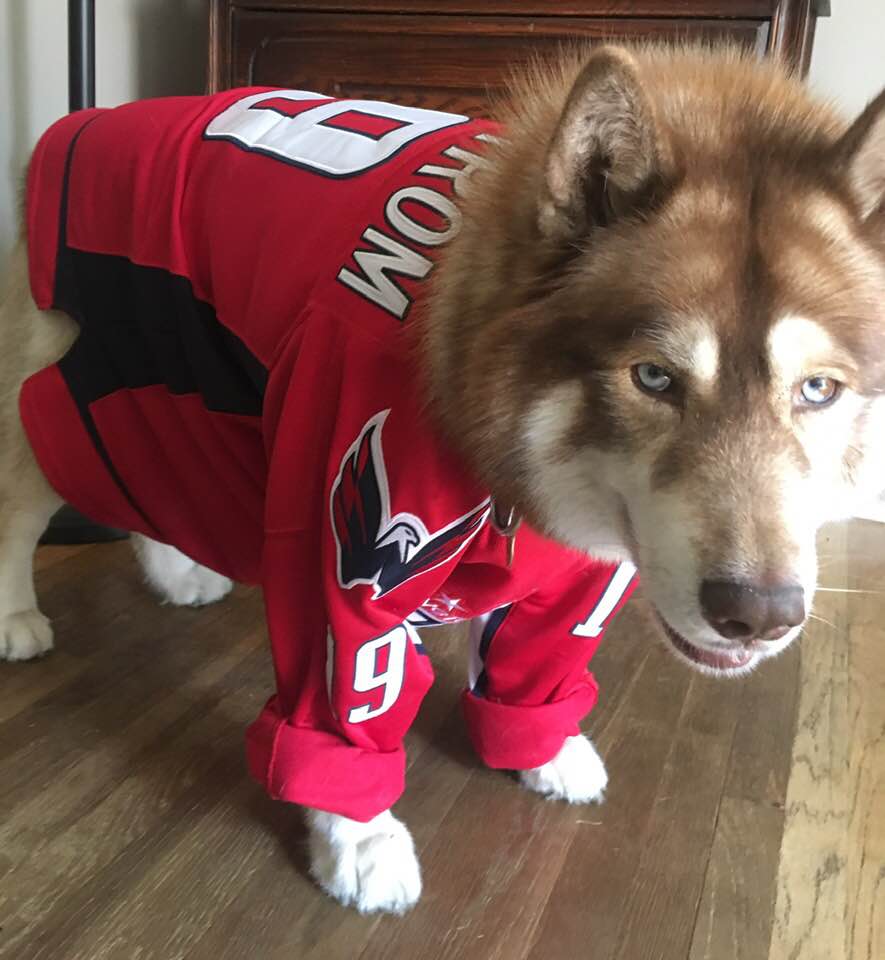 JessPrecht1's tweet image. Rigo the Red is Rockin' the Red! #caps #RockTheRed