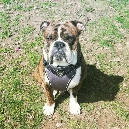 NapsMikeybk's tweet photo. #spanky..#boxerdog #bulloxer https://t.co/D91vOdaK3K
