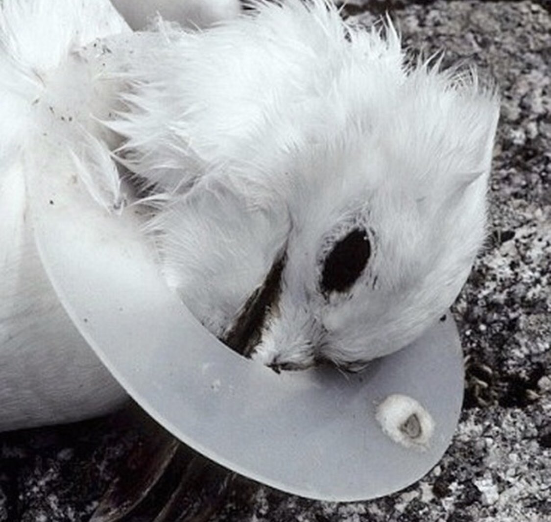 JulesVagner's tweet photo. Il n’y a pas seulement les animaux marins qui souffrent et meurent à cause du plastique et de nos déchets, les oiseaux aussi  🗑 
#PrintempsSansPlastique https://t.co/rluROaQcpU