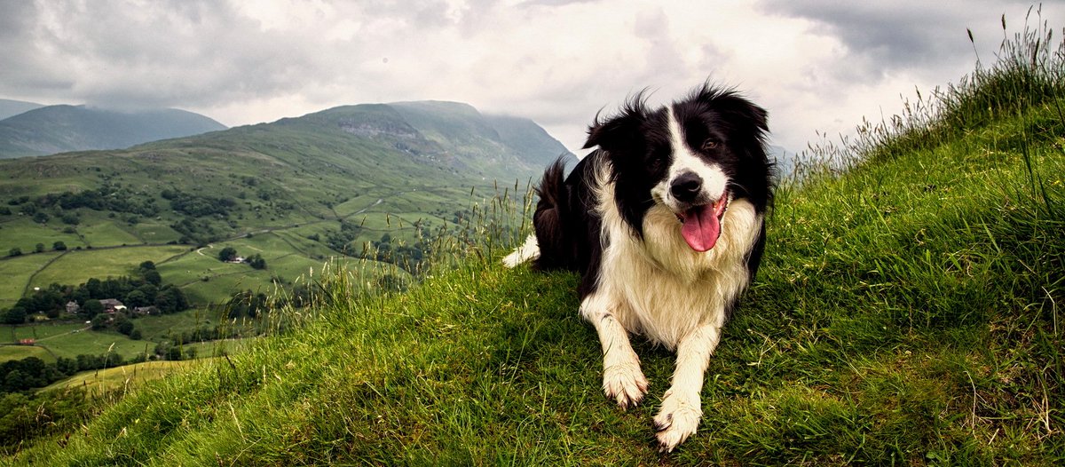 tourscotland's tweet photo. For #NationalPetDay My beautiful Scottish Border Collie sheep dog, a loyal and true friend https://t.co/qpP99Q4H4J