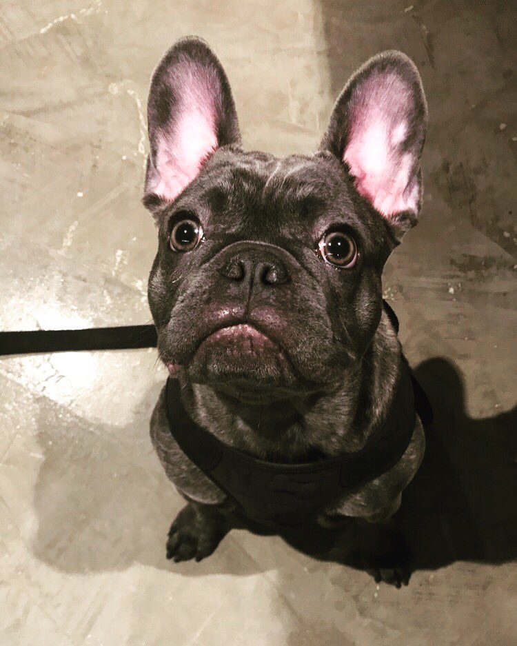 Happy National Pet Day! Featuring Clark Griswold from @bearcc1984. We love when he makes a trip down to our office. It’s been awhile *hint hint* #nationalpetday #pupper #dogsofinstagram