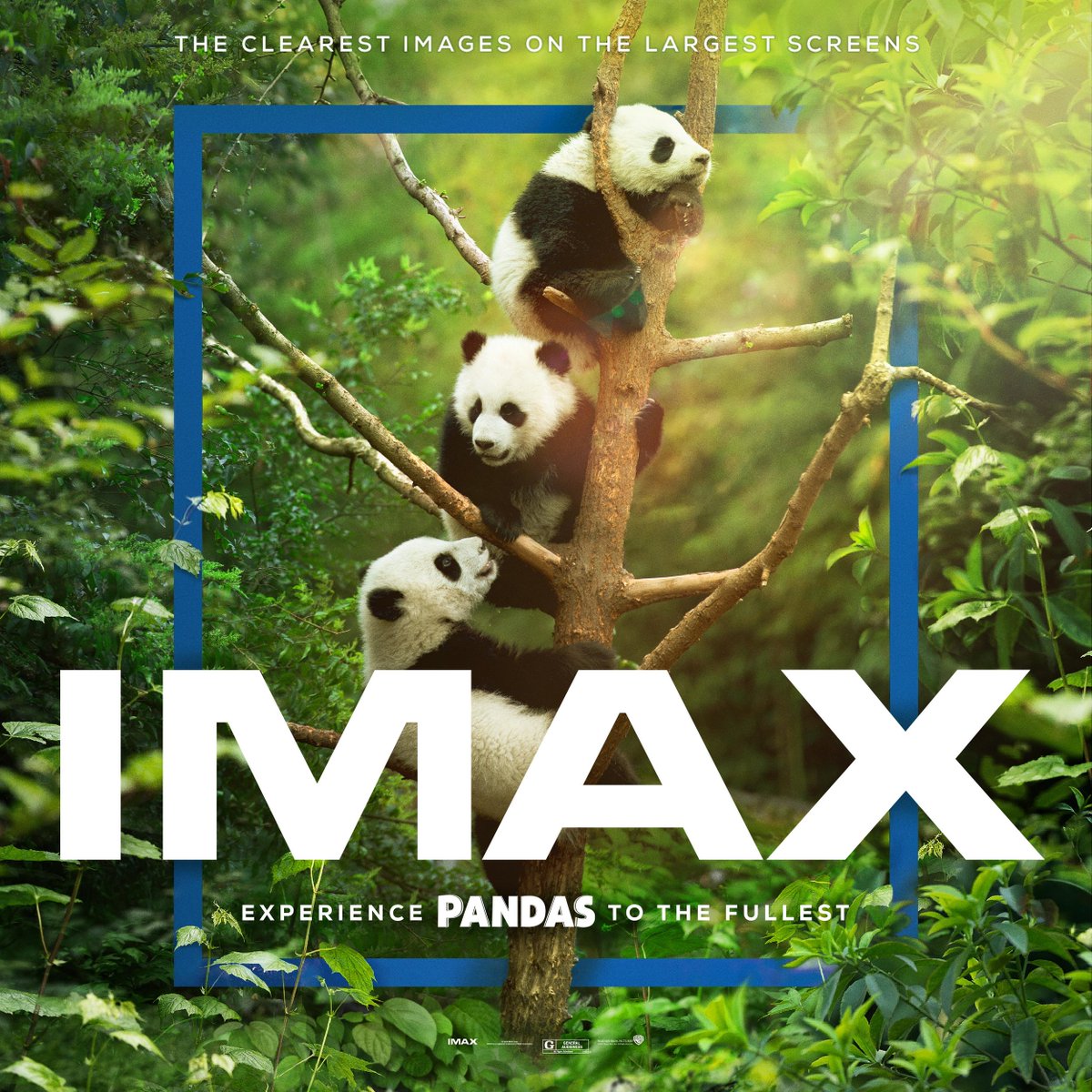 TheBasedUpdate's tweet photo. Review #IMAXPandas (4K)
Check it out: https://t.co/2tH5MdaLia https://t.co/gxBQjXJc1C