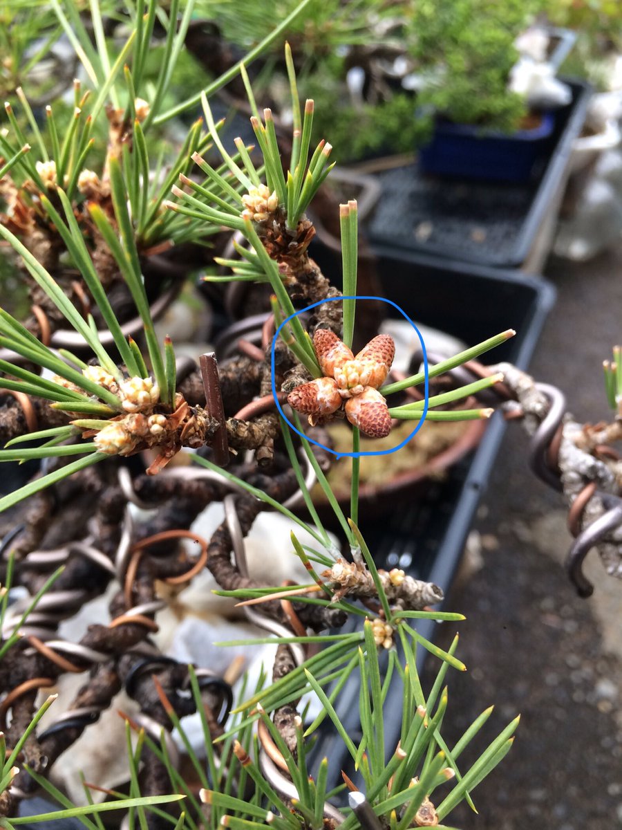 Tomy Bonsai Auf Twitter おはようございます 黒松の盆栽に見たことない芽が出てきています 何か分かりますでしょうか この芽なんの芽 気になる芽 真ん中は普通の新芽だと思うんですが その周りに赤色のやつが4つ付いています まさか 松ぼっくり