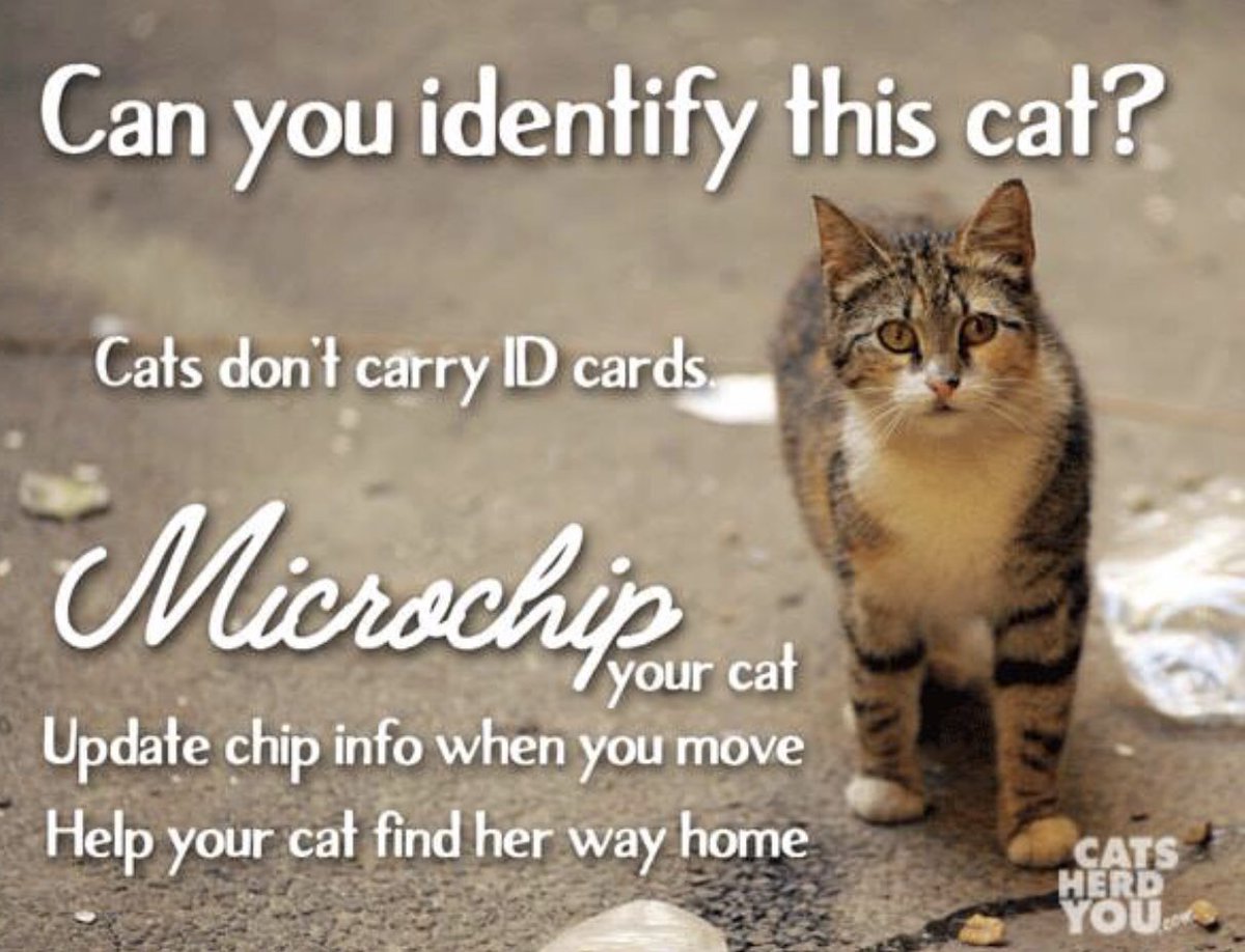 PussyCatLodge's tweet photo. So important to #microchip your cats!!! I wonder how many rescued stray cats who are actually ‘lost’ and never get home because they can’t tell us their address #home! #retweet #microchipyourcat #brentwood #essex #rescuecat #StrayCats #adoptdontshop https://t.co/1Qi9QnwCiF https://t.co/oqtHVRsvd1
