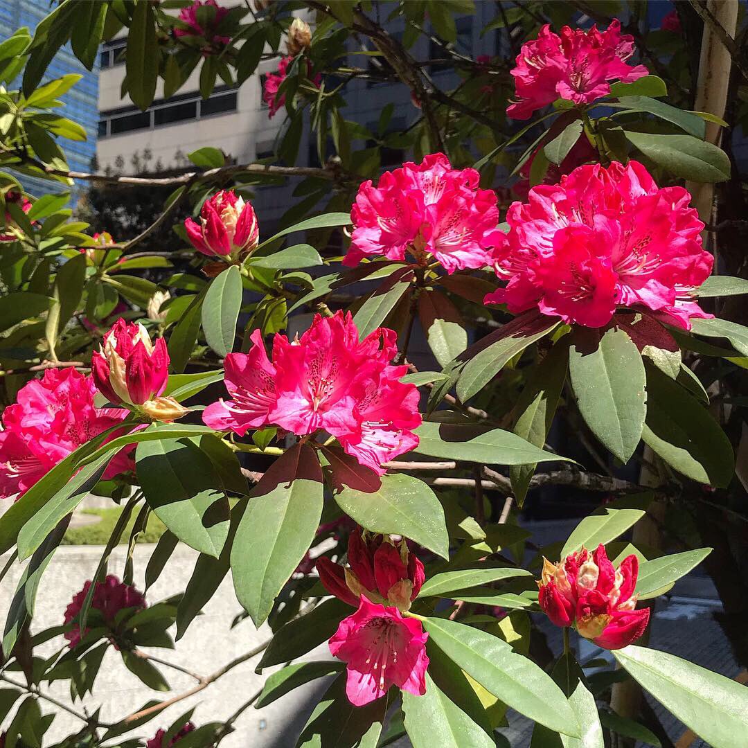 浅見 Lefty Blue Twitterissa 実に鮮やかな色の石楠花 でもこれ 蕾もとても趣があって良いのです まるで和紙で作った細工物みたい 石楠花の花 シャクナゲの花 石楠花 シャクナゲ Rhododendron しゃくなげの花 しゃくなげ 大手町 Otemachi