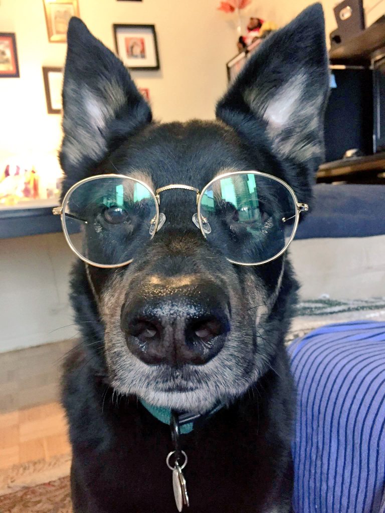 PolishPaleo's tweet photo. Meet Moose, our Australian Kelpie mix, partner in crime, beggar rather than chooser. #nationalpetday #classypup https://t.co/V7LQlpCTIp