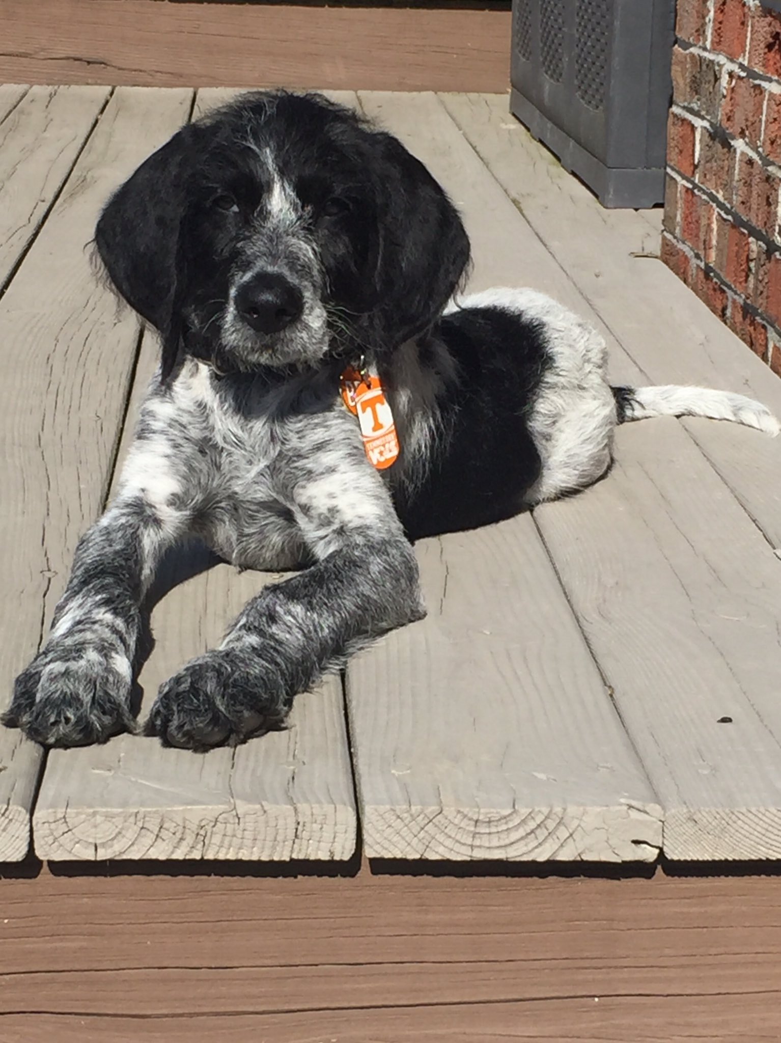 Bluetick poodle store mix