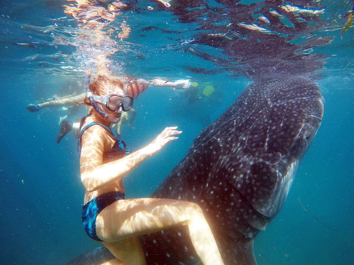 DreamcatBohol's tweet photo. Whale Shark Watching in Oslob in April 2019.  Amazing Boat Tours with Dreamcat Bohol. As always with FREE Breakfast, Lunch &amp;  Drinks. https://t.co/GPoWK1DL4y