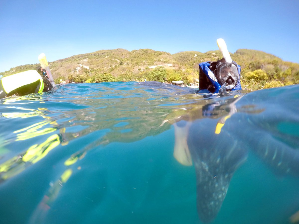 DreamcatBohol's tweet photo. Whale Shark Watching in Oslob in April 2019.  Amazing Boat Tours with Dreamcat Bohol. As always with FREE Breakfast, Lunch &amp;  Drinks. https://t.co/GPoWK1DL4y