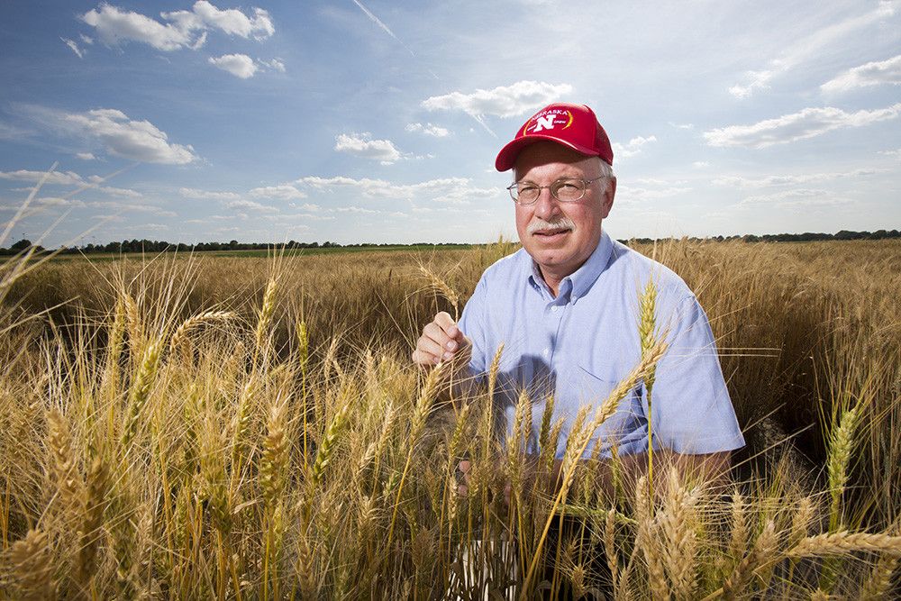 Diversifying Dinner:  Creating hybrid wheat for improved productivity and nutrition with Dr. Baenziger @UNLresearch #Nebraska #LandGrantUniversity buff.ly/2Uzhl76