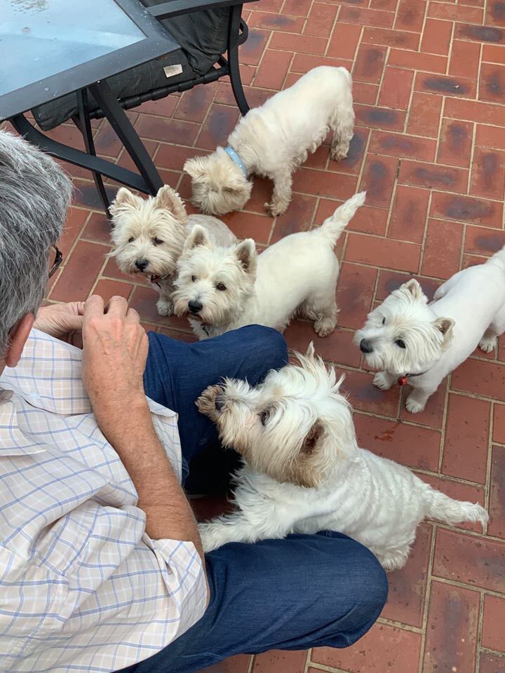 1puppy_Dogs's tweet photo. Hand the food over! https://t.co/ttrvpJm7Ut