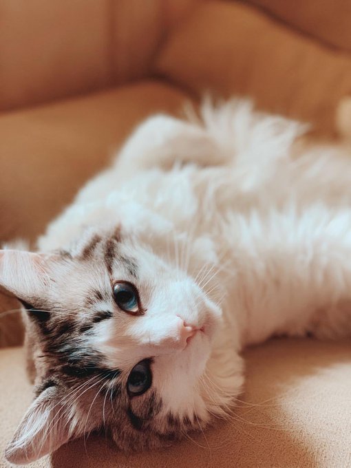 pepito ?? https://t.co/bVzpQmIdPQ