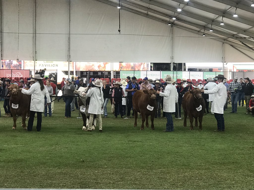 Let the judging begin. #royaleastershow #steers #Cattle #olympicpark