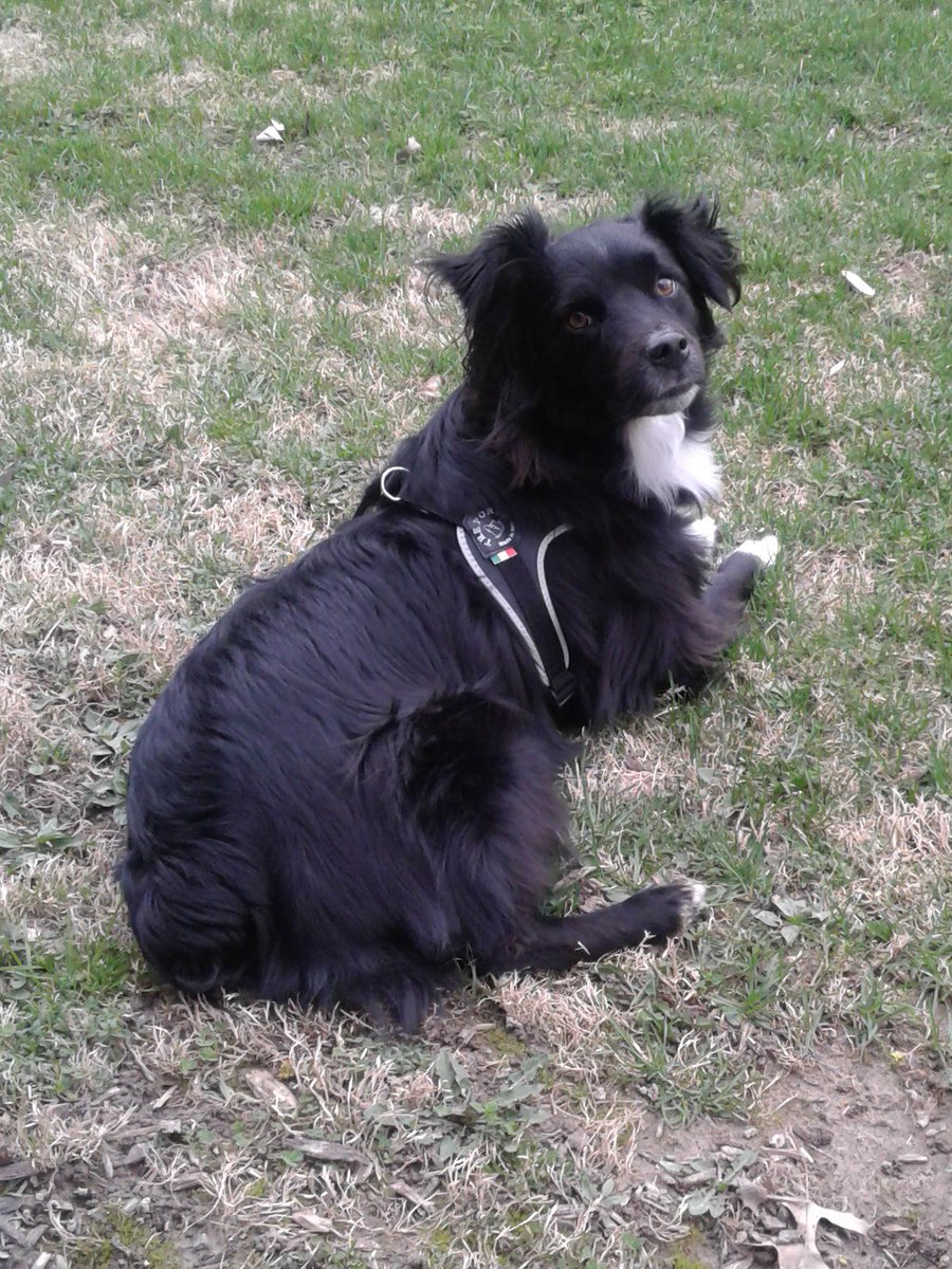 Snugle's tweet photo. Happy Pet Day #NationalPetDay https://t.co/9AowyBpuUm
