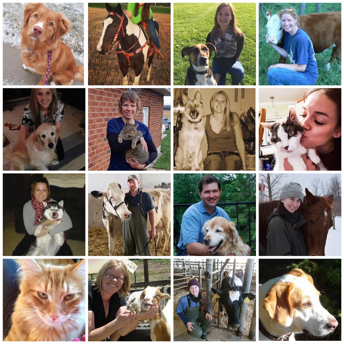 Kirkton Vet Clinic Kirktonvet Twitter
