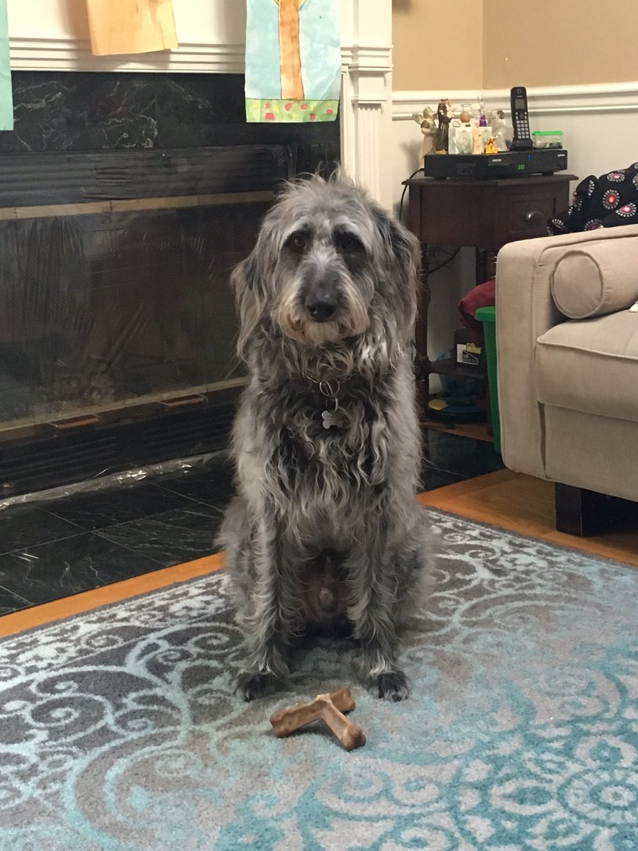 mbdm08's tweet photo. #NationalPetDay #parthuman https://t.co/rbTErBY5bd