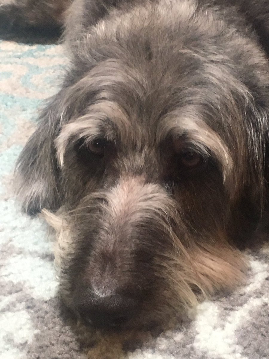 mbdm08's tweet photo. #NationalPetDay #parthuman https://t.co/rbTErBY5bd