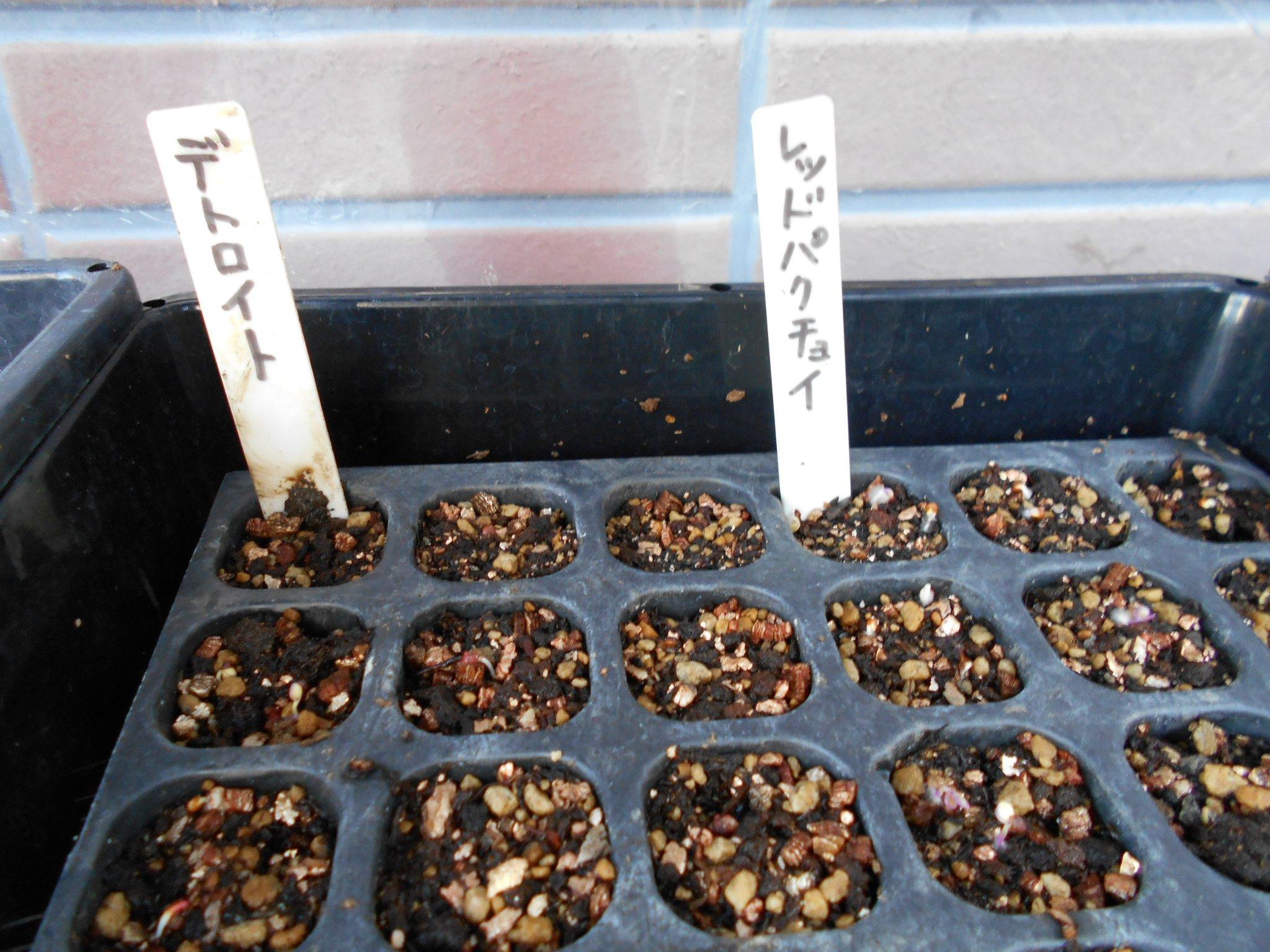 Twitter 上的 うさ 3 19 去年の残り種 カラフルミックスの内デトロイトを蒔きました 3 27 デトロイトをポット上げしました 4 11 デトロイト ビーツ をプランターに定植しました 一応 ベビーリーフ用でサラダで食べる予定で 最終的にはビーツとして育てて