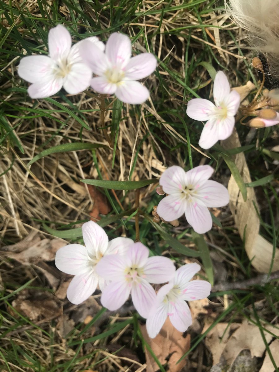 Plants are emerging in #Indiana! Teams from #CANADA #Egypt #Colorado #Virginia #SouthCarolina #Texas and more will join us <a href="/PurdueAg/">Purdue Agriculture</a> <a href="/PurdueBeckAg/">Purdue Beck Ag Center</a> to showcase #autonomous solutions for identifying plants in the ground and #microbiome of the #soil at events this May #agBOT2019