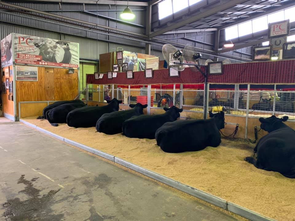 pinecreekangus's tweet photo. PC Angus all done for another morning @angusaustralia #Angus #GrowAngus #PCAngus #PineCreekAngus https://t.co/vMRRSQSxFF