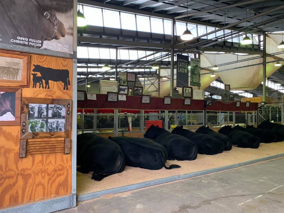 pinecreekangus's tweet photo. PC Angus all done for another morning @angusaustralia #Angus #GrowAngus #PCAngus #PineCreekAngus https://t.co/vMRRSQSxFF