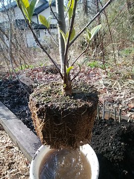 ガーデニア クチナシ の育て方 花言葉や開花の時期もご紹介 暮らし の