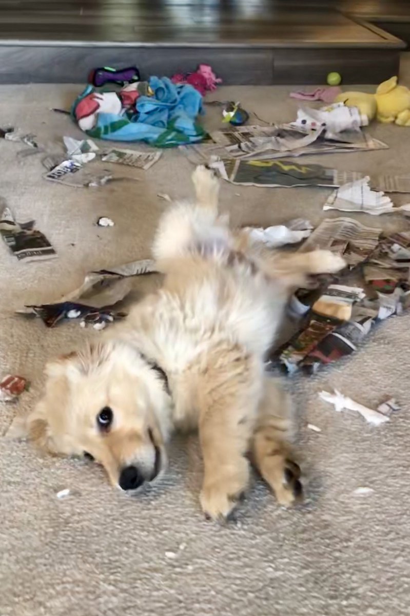 MurphyBrown_Dog's tweet photo. GUILTY! #naughtydog https://t.co/dbWk0Mt5E4