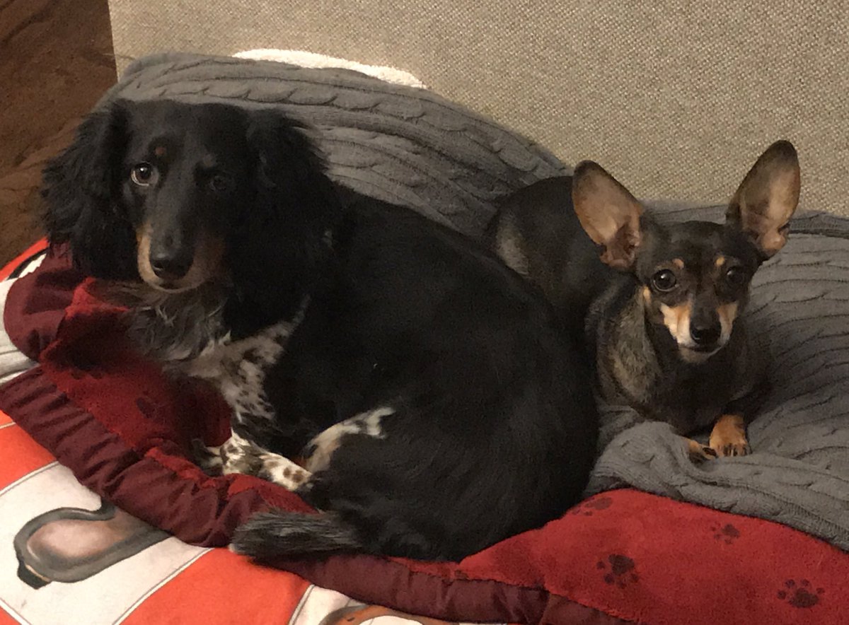 MarushkaMedia's tweet photo. Happy #NationalPetDay from the Marushka Media pups! β€οΈ #eargamestrong https://t.co/U2czRcFNw4