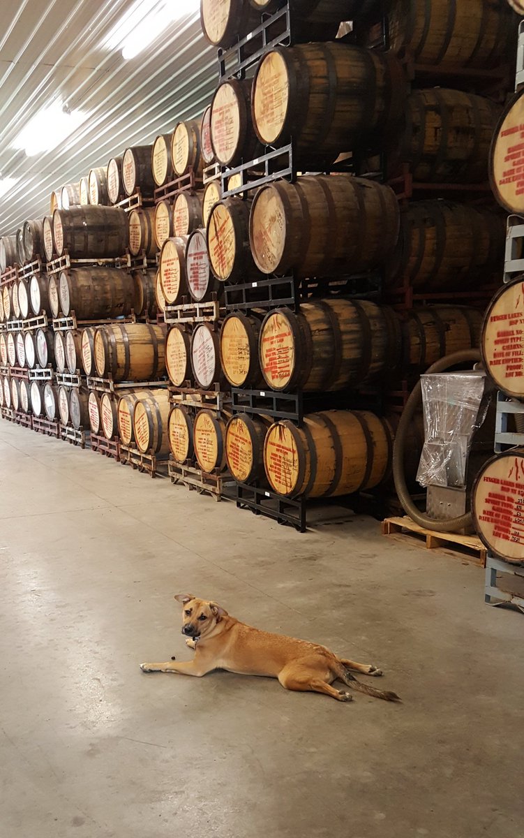 Is there anything better than dogs and barrels of whiskey? This is penny @ChemDistill dog who loves hanging out at FLD.  #Nationalpetsday