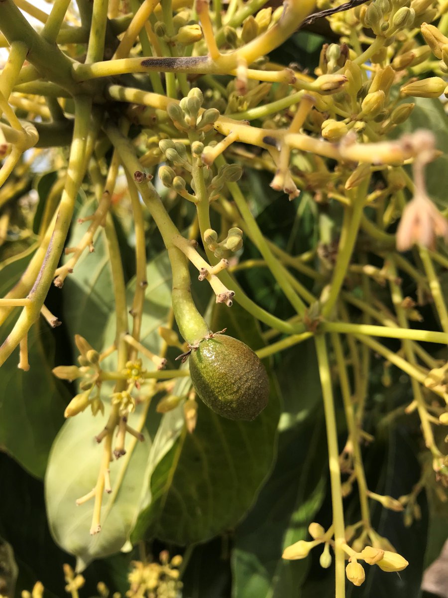 rt_eagles's tweet photo. Well, hello FIRST avocado! Welcome to the RT Garden. #RT_SOARS https://t.co/T9itqJKV2a