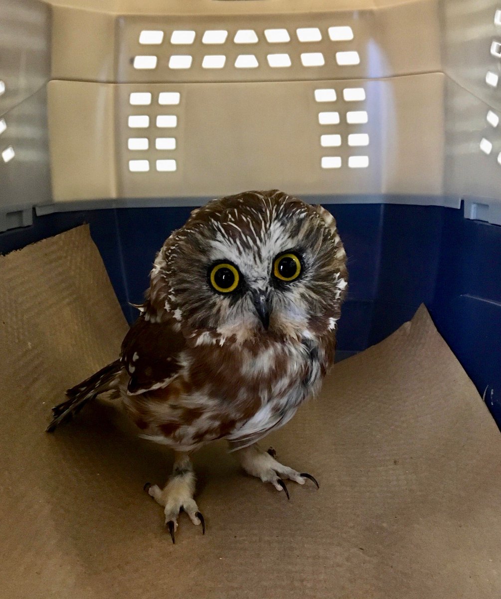 long island birds and exotics