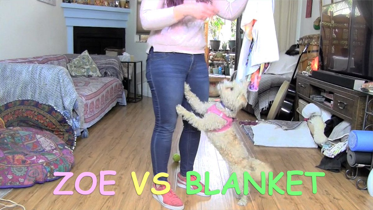zoethesassydog's tweet image. Baaaaaaaad blanket baaaad

youtube.com/watch?v=vfQHV-…

#cutevideo #dogsofinstagram #dogsoftwitter #blanket #blanketchallenge #dogblanket #videocontent #funnyvideo #challenge #dogchallenge #funmoments #SmallYouTuberArmy #smallyoutubers #smallstreamer