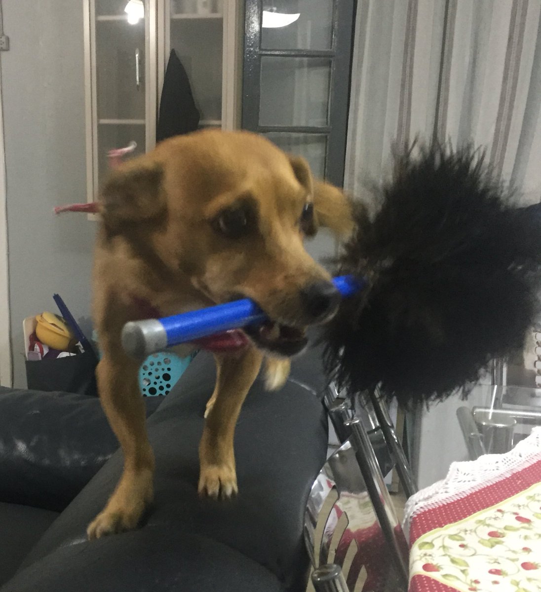 olicitie's tweet photo. appreciation tweet:

meu dog limpando a casa ❤️❤️ https://t.co/RIzVvAhqFX