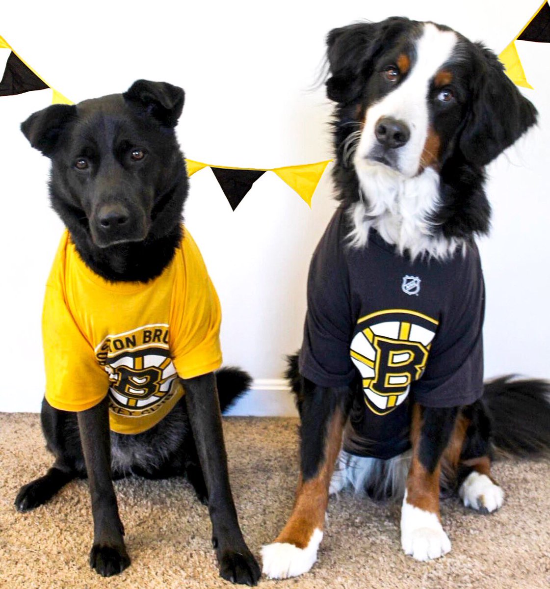Let’s go <a href="/NHLBruins/">Boston Bruins</a> 

#nhl #hockey #playoffs #bruins #nationalpetday