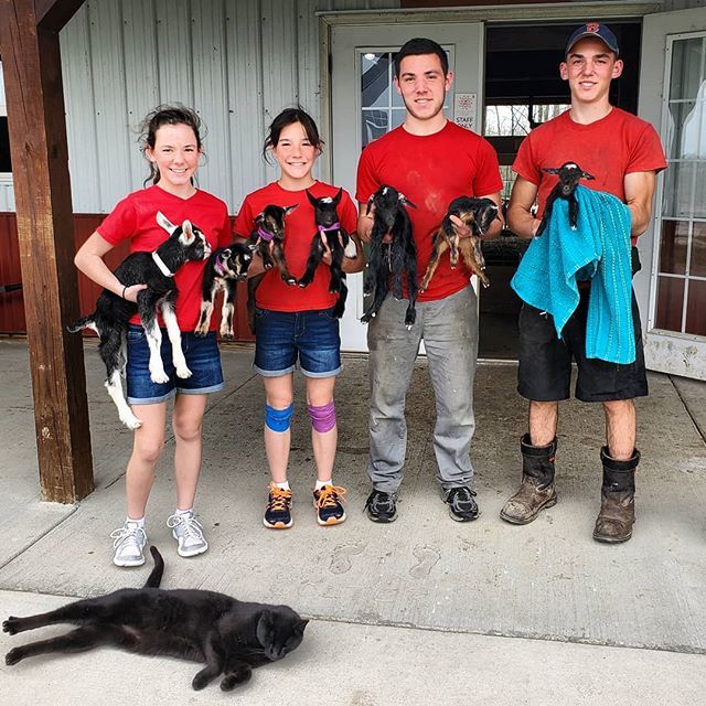 goatmilkjim's tweet photo. A bunch of new baby goats! ...and an old barncat, of course.
ππππππππ»
#happybirthday #newborn #babygoats
#thursday #triplets #timestwo
#nigeriandwarf #baby #goats
#plusone #alpine #goat
#goatmilkstuff #gmskids
#southern #indiana #farmlife
#barnc⦠https://t.co/bc3VLo2bZq https://t.co/hvLhn9IGyn