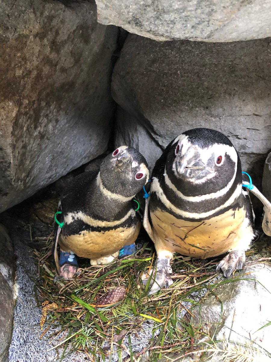 Point Defiance Zoo & Aquarium tweet media