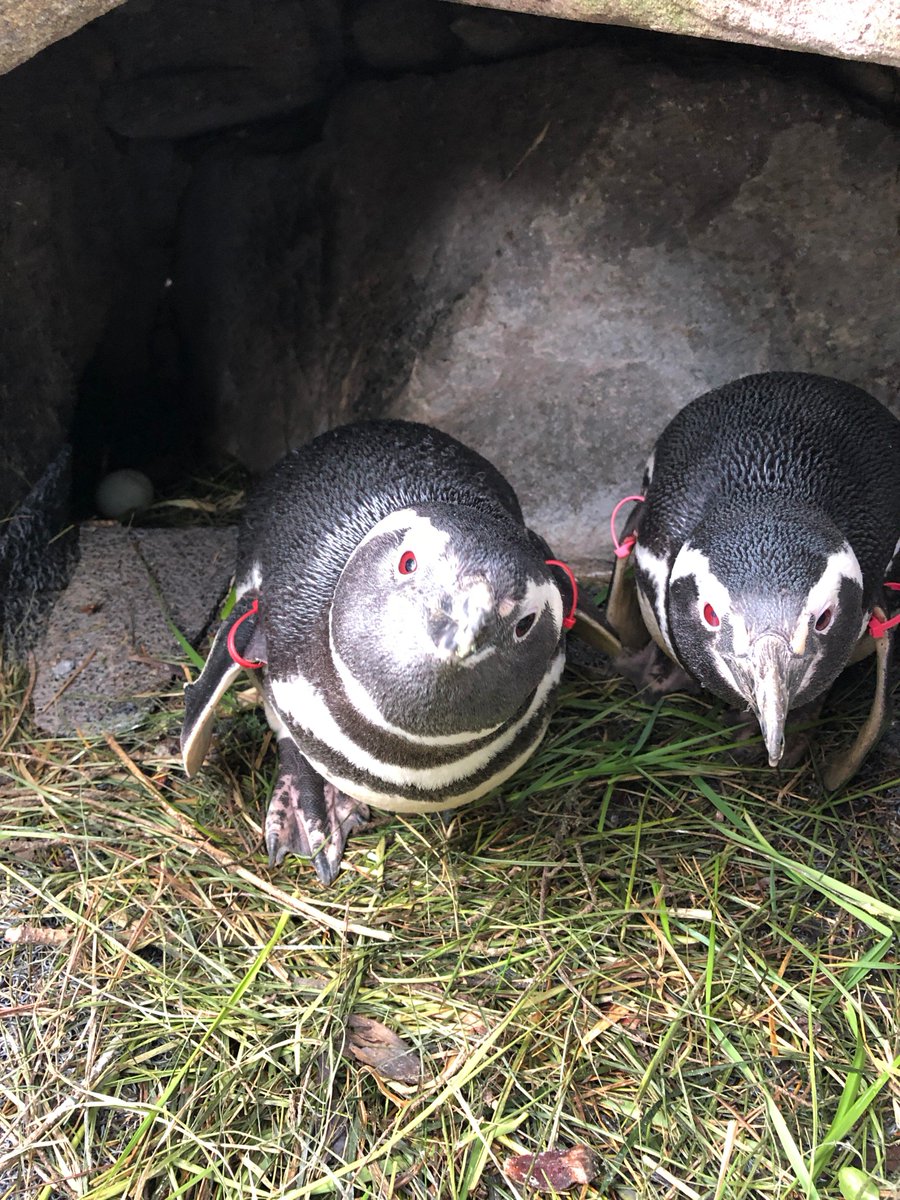 Point Defiance Zoo & Aquarium tweet media