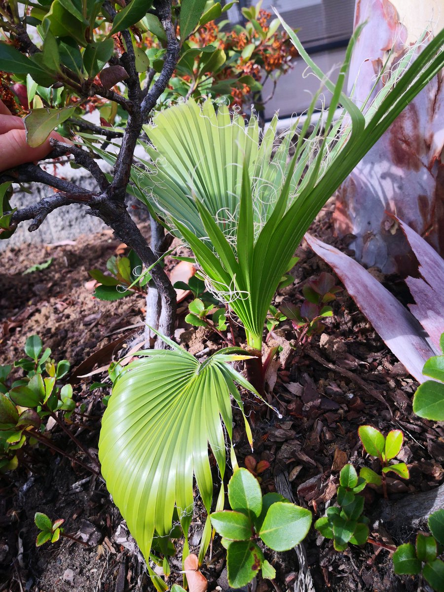 ryanfoland's tweet image. Sneaky little palm tree. There are no palms anywhere near. And you decide to grow here? Well, I&apos;m proud of you.

Keep going and growing.🌱🌴

#bethetree