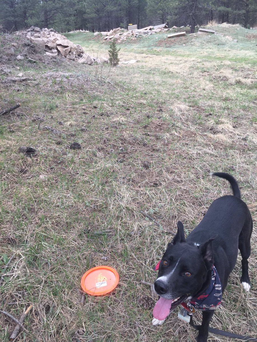 RMortozie's tweet photo. A diamond is a girls bestfriendโค๏ธ๐๐๐ #diamond #roc3 @DiscGolfShow #discgolf https://t.co/lxW8S6K9Fp