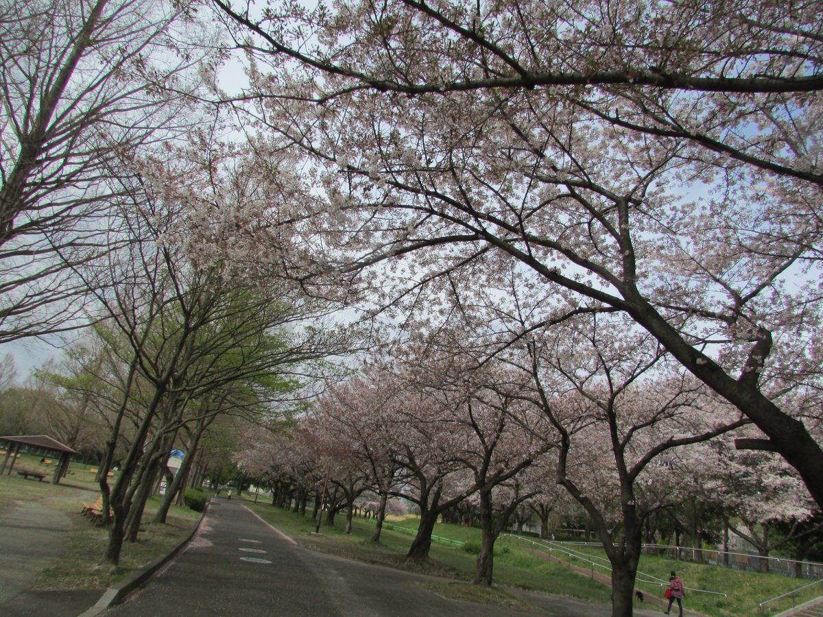 公式 川越水上公園 桜開花情報 ソメイヨシノ 散り始め 八重桜 開花 ４月１２日現在