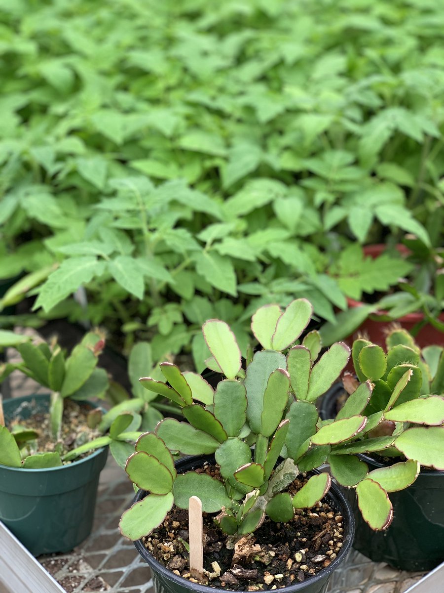 PGHS_FFA's tweet photo. REMINDER: our annual ffa plant sale is THIS SATURDAY! https://t.co/OHsGjuTI0w