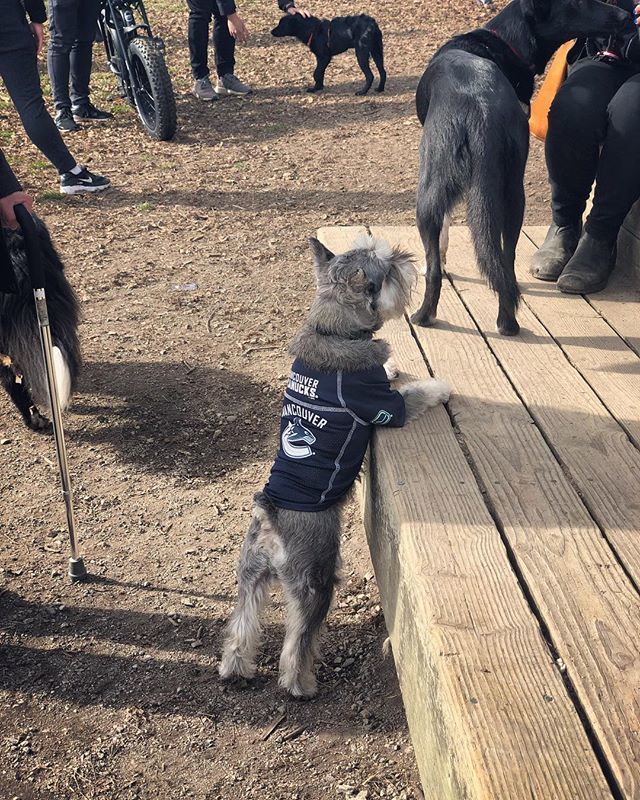 muffinjai's tweet photo. #TBT ⏪ When I was still cheering #GoCanucksGo at one of many #DogsOfVancity’s #BiggestDogMeetUpVancouver 🥰🐶🐾 #TroutLake #Vancouver 🇨🇦 https://t.co/eO2RpMYX5n #dogsoftwitter #schnauzeroftwitter #minischnauzer #minischnauzers #schnauzer #schnauzers https://t.co/mgbVta7zgq